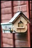 Pictures of Feeding Garden Birds