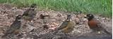 Feeding Wild Birds