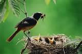 Feeding Bird Feeding Bird