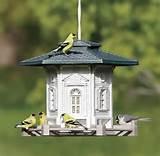 The Bird Feeder Pictures