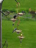 The Bird Feeder