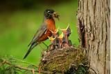 Images of Feeding Birds