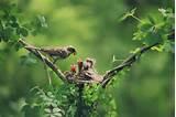 Bird Feeding Bird Feeding