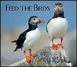 Feed Birds Photos Feed Birds Photos