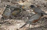 Feeding Wild Birds