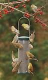 Bird Feeding Photos