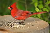 Images of Feeding Wild Birds