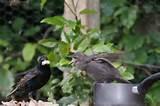 Photos of Feeding Garden Birds Photos of Feeding Garden Birds