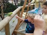 How To Feed Birds How To Feed Birds