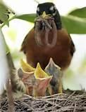 Feeding Bird Photos