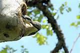 Images of Bird Feeding