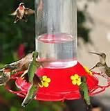 Photos of Feeding Bird