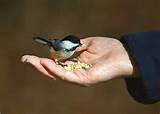 Images of Bird Feeding