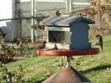 Images of Homemade Bird Feeder