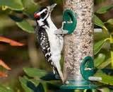 Images of Feeding Wild Birds