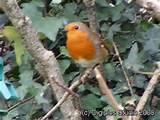 Photos of Feeding Wild Birds