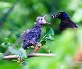 Bird Feeding Photos